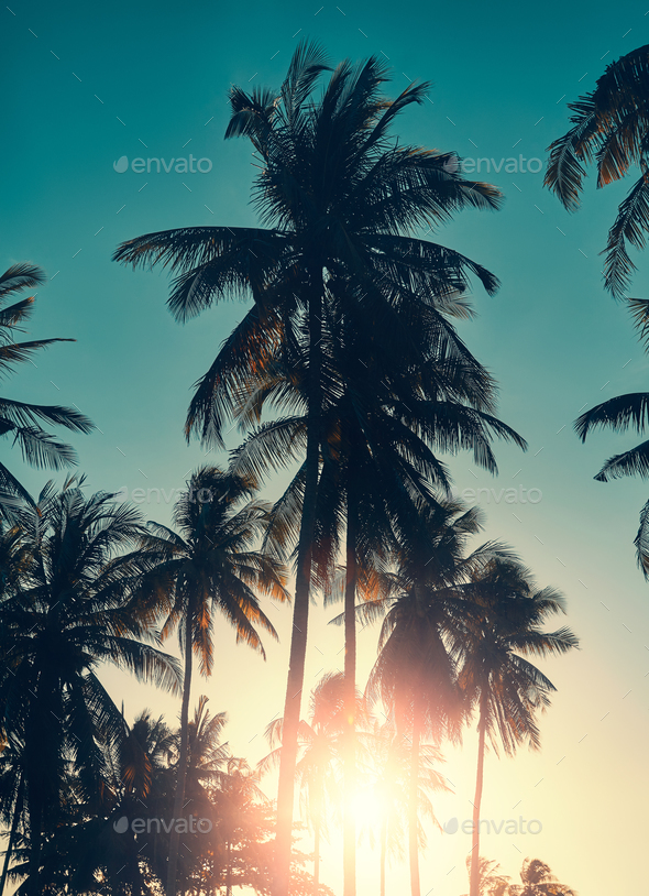 Palm Tree Silhouette With Sunset